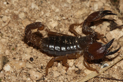 Scorpio fuscus