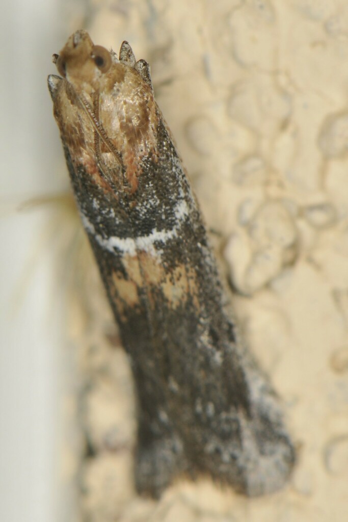 Honora mellinella