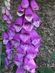 Digitalis purpurea