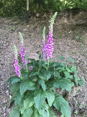 Digitalis purpurea