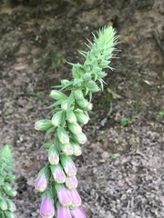 Digitalis purpurea