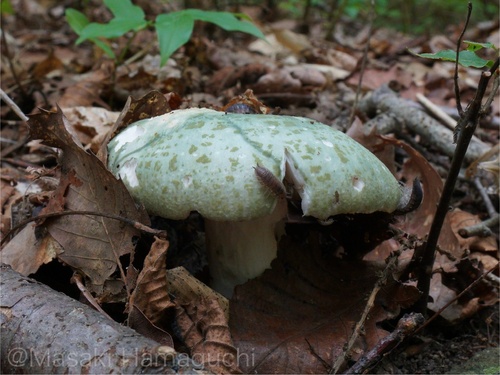 Russula virescens