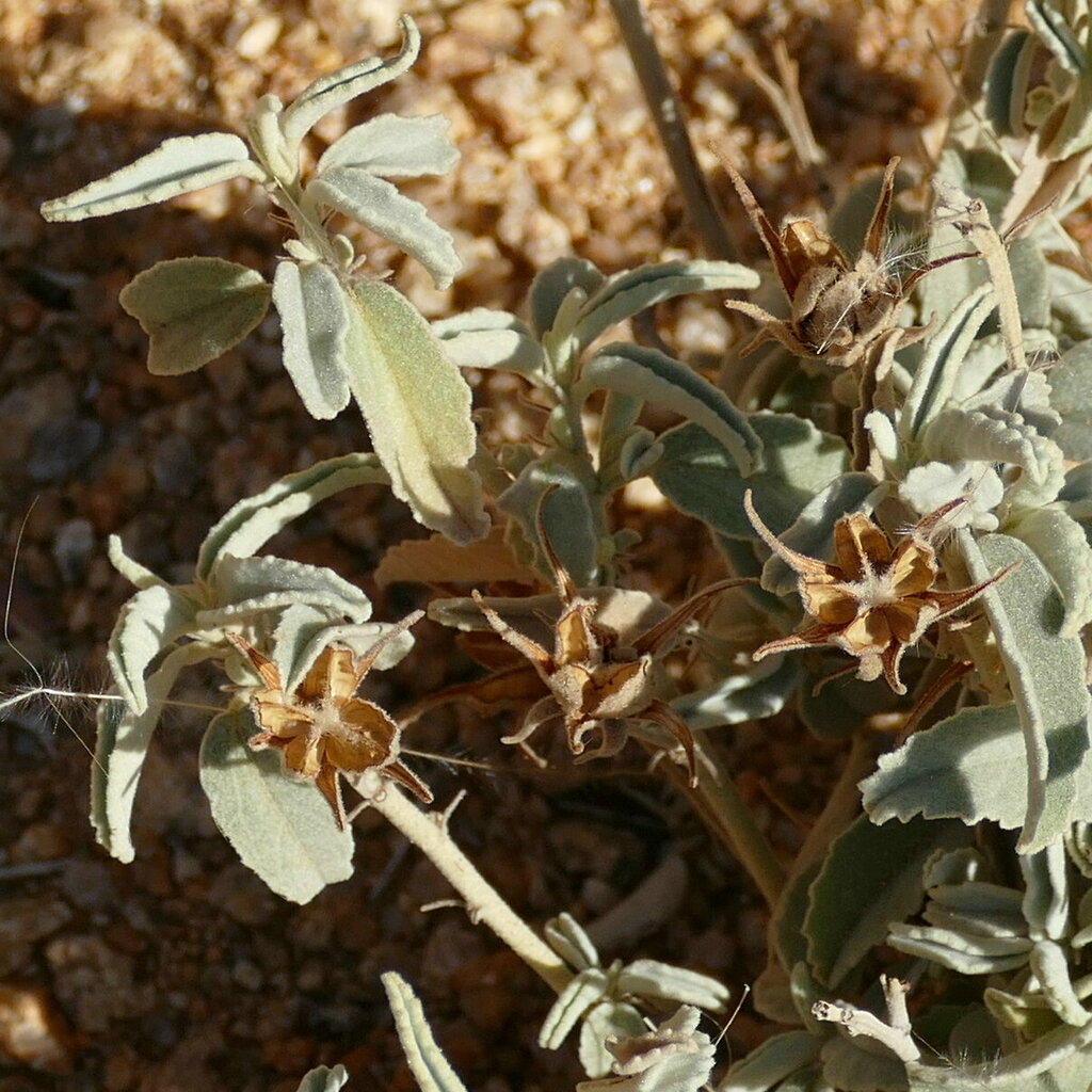 Melhania damarana