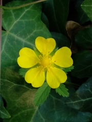Potentilla reptans