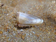 Donax hanleyanus