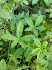 Potentilla reptans