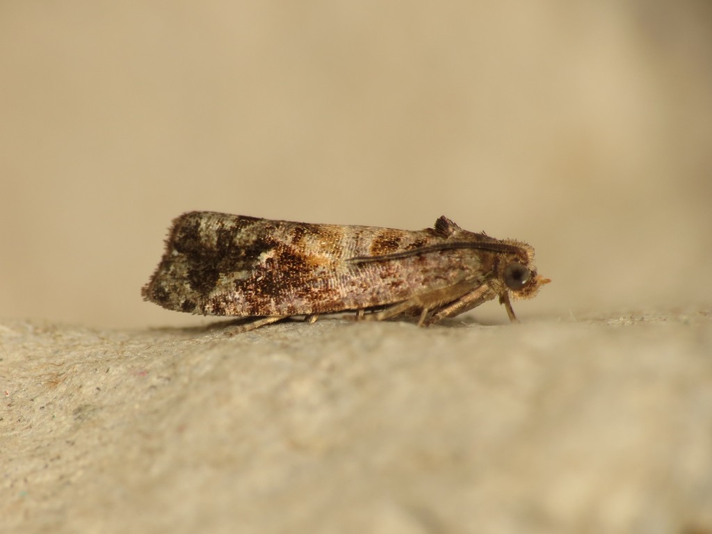 Plumbeous Spruce Tortrix