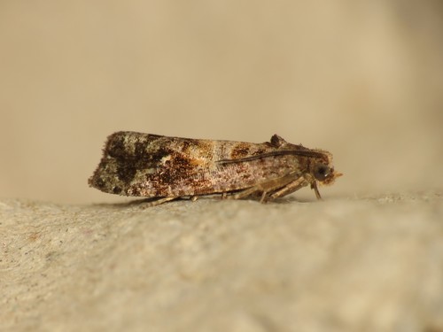 Plumbeous Spruce Tortrix
