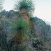 Yucca queretaroensis - Photo (c) Rebou, osa oikeuksista pidätetään (CC BY-SA)