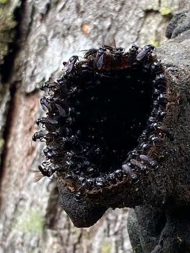 Lestrimelitta danuncia