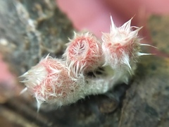 Microstoma floccosum