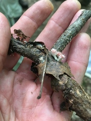 Microstoma floccosum