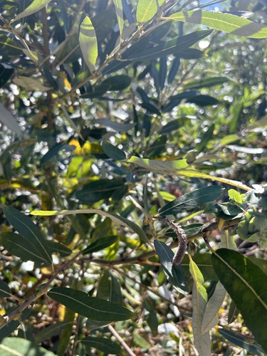 iNaturalist observation photo of Arroyo Willow