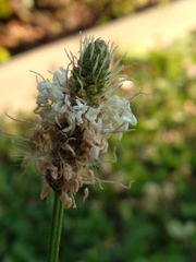 Plantago lanceolata
