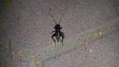 Gryllus bimaculatus