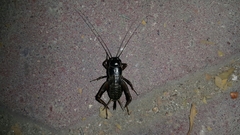 Gryllus bimaculatus