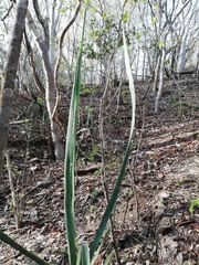 Agave vivipara