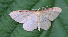 Idaea humiliata