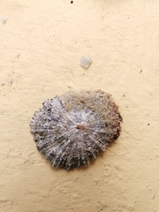 Patella ulyssiponensis
