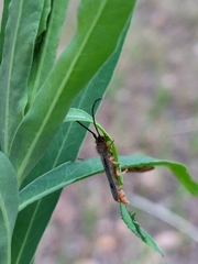 Oberea erythrocephala