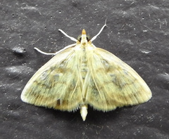 Crocidophora tuberculalis