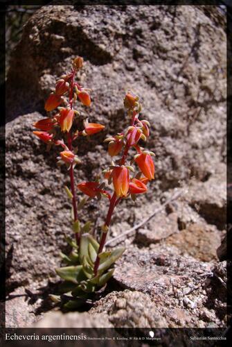 Echeveria argentinensis