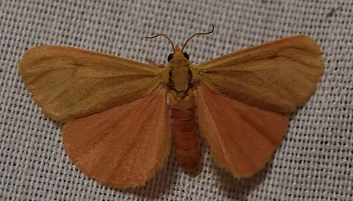 Plain-winged Virbia Moth photo 5