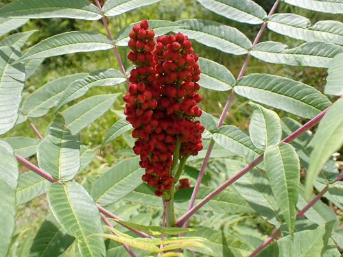 Rhus glabra
