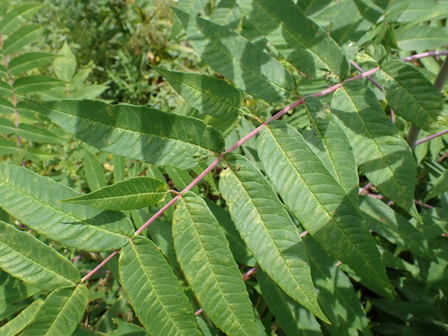 Rhus glabra