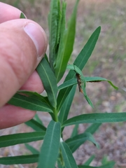 Oberea erythrocephala
