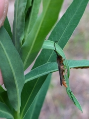 Oberea erythrocephala
