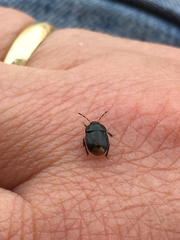 Legnotus limbosus