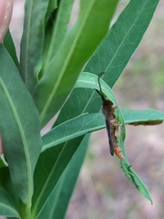 Oberea erythrocephala