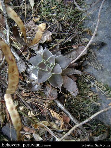 Echeveria saltensis