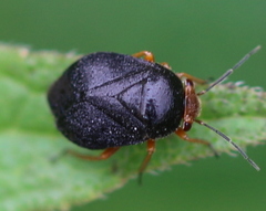 Strongylocoris leucocephalus