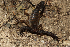 Nebo hierichonticus