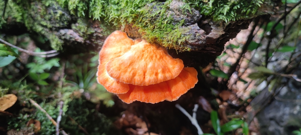 Laetiporus zonatus