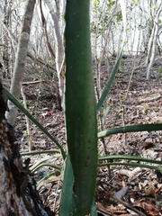 Agave vivipara