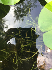 Potamogeton zosteriformis