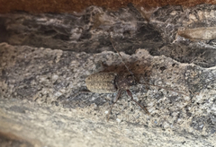 Trichoferus holosericeus