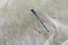 Coenagrion interrogatum