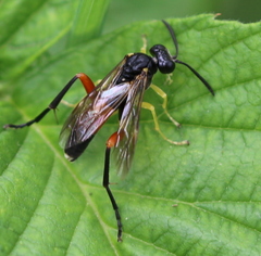 Macrophya rufipes
