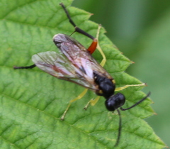 Macrophya rufipes