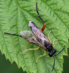 Macrophya rufipes