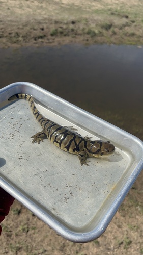 Western Tiger Salamander