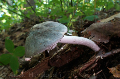Amanita griseoturcosa
