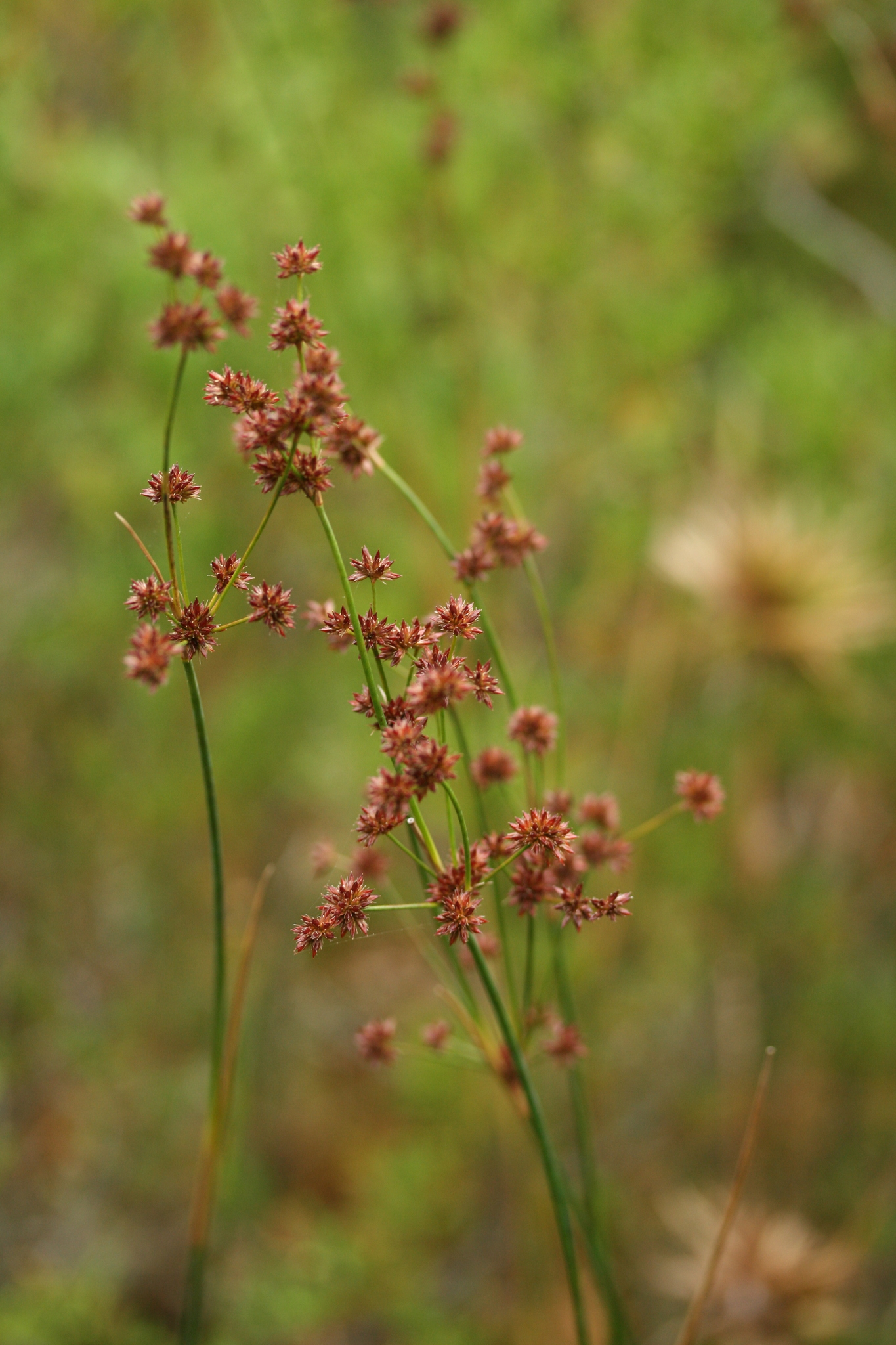 Juncus canadensis