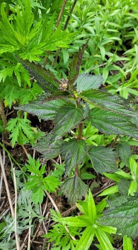 Image of Urtica platyphylla by (c) Pavel Smirnov, some rights reserved (CC BY)