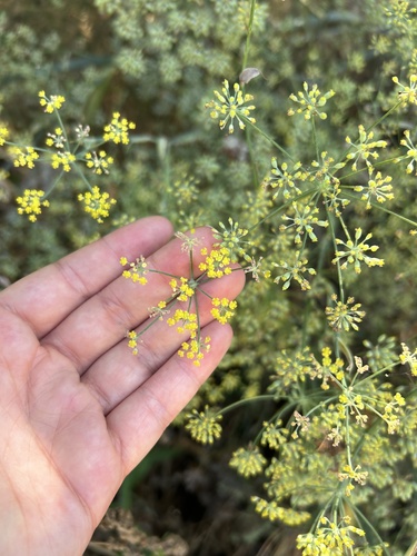 iNaturalist observation photo of fennel