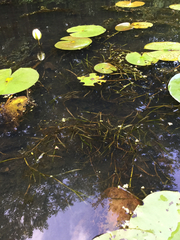 Potamogeton zosteriformis